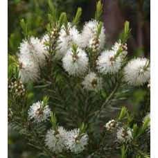 MediScent Eth. Tea Tree olie