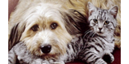 Hond en Kat